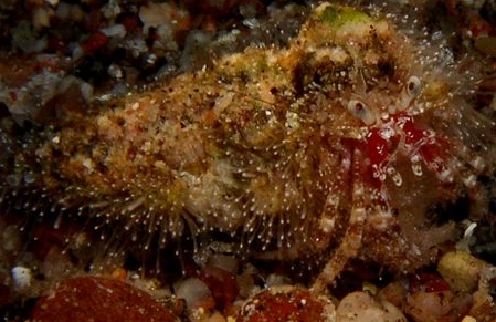 Photo:O. Lederman; covered with Hydractinia. Eilat may 2005